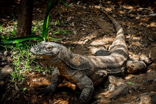 Young Komodo Dragon Living in The Madras Crocodile Bank Trust and Centre for Herpetology, ECR Chennai, Tamilnadu, South India - Founder Romulus Earl Whitaker