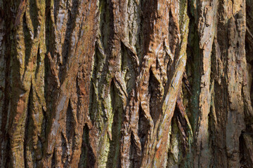 bark of a tree