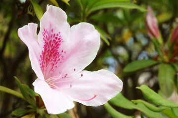 公園に咲く白とピンクのツツジ