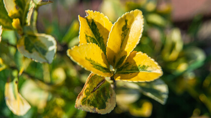 Obraz premium yellow flowers in spring