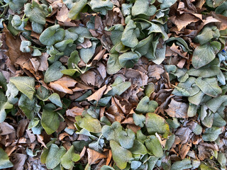 leaves on the ground