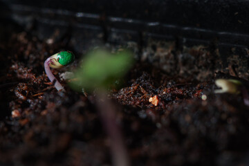 Cabbage seeds begin to sprout