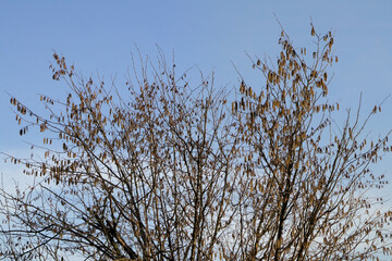 Hazel catkins on common hazel tree on a background of blue sky. The first seasonal strong allergen.  Front view.