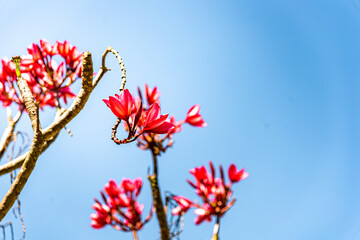 Plumeria or frangipani flower, Tropical flower.