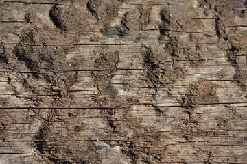 Wood texture, wood background