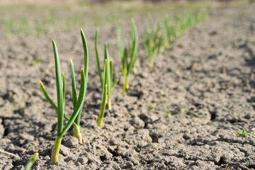 Selective focus of green plants on dry soil on blurred background