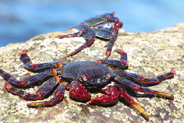 rote_Klippenkrabbe