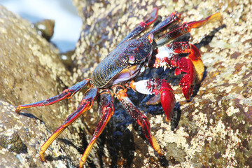 rote_Klippenkrabbe