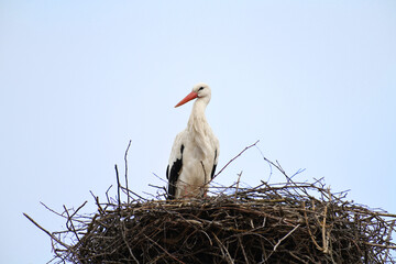 Storch im Nest beim Brüten