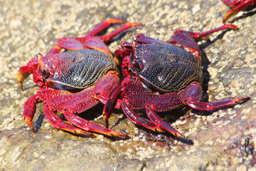 rote_Klippenkrabbe