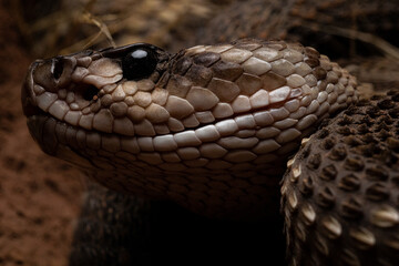 Black Tailed Rattlesnake Crotalus molossus snake
