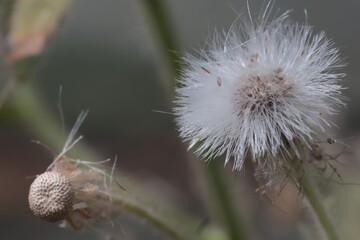 dandelion seed head
