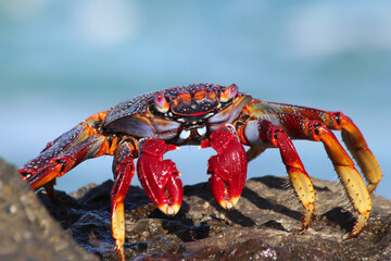 rote_Klippenkrabbe