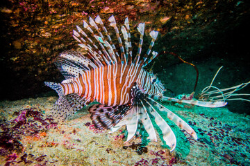 Lion fish in Anadaman sea