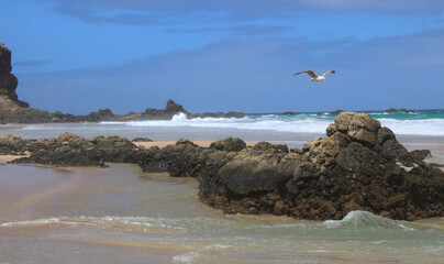 Before the storm comes.. Lone albatross on the rocks at Eagle Beach at dusk. Fuerteventura Island, Spain 