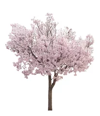 Wandcirkels tuinposter ピンクの花が満開の桜の木 © 35mmf2