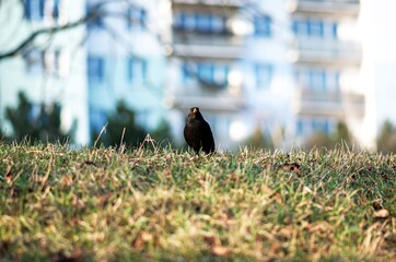 blackbird on grass