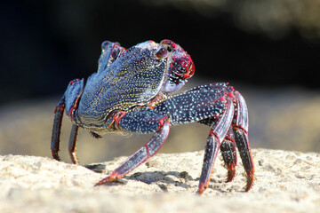 rote_Klippenkrabbe