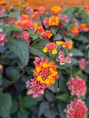 flower, flowers, beautiful, green, red, yellow, pink, wild, nature, plant, plants
