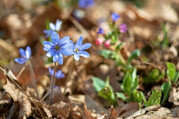 flowers in the forest