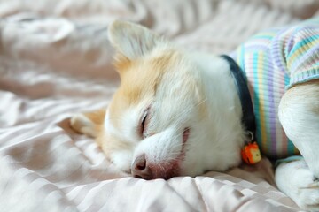 Brown chihuahua dog lying on the bed.