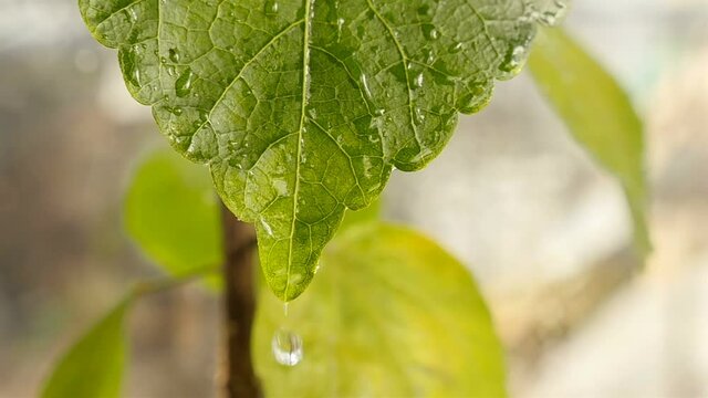 Beautiful green leaf. Raindrops close up. HD