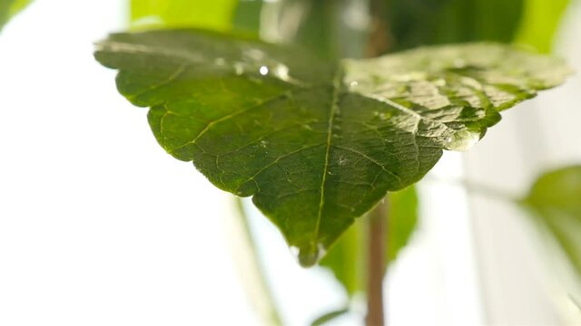 Water drips onto a wide leaf of the plant. Close-up. Slow motion.HD