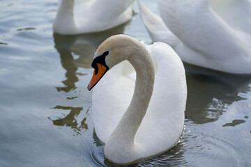 Obraz premium White swans float on the river
