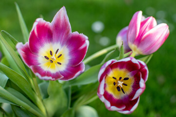 Fototapeta premium Violett / Lila blühender Tulpen Strauss