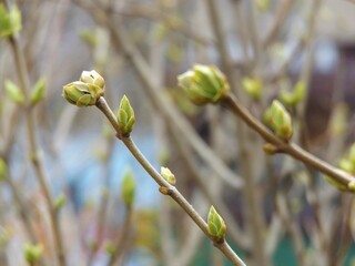 buds of a willow