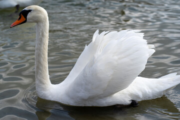 A swan is floating on the river and has spread its wings