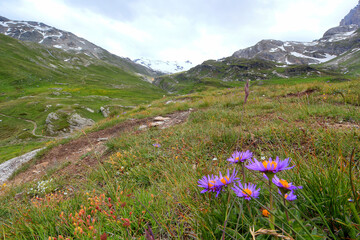 Alpine meadow in the mountains