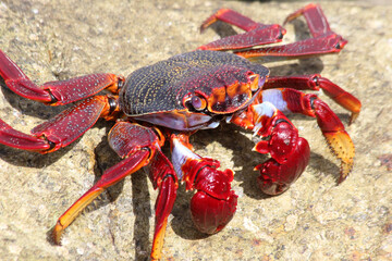 rote_Klippenkrabbe