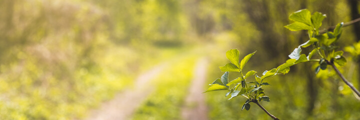 Beautiful nature view of green leaf on blurred green background path. Landscape with copy space natural ecology wallpaper