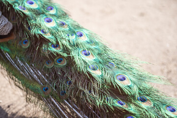 Fototapeta premium full frame abstract background with some colorful peacock feathers