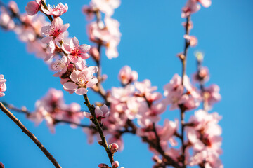 Apricot blossom. Pink color Apricot blossom with blue sky background.