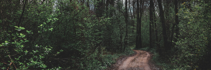 Road through the autumn forest, full of leaves, large trees on the sides. Illuminated moody gravel road