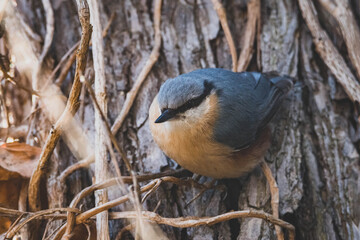 Kleiber im Stadtpark Nahaufnahme