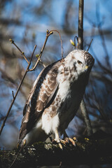 Mäussebussard im Stadtpark