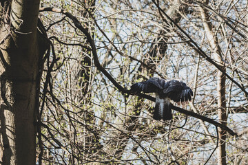 M&auml;ussebussard im Stadtpark