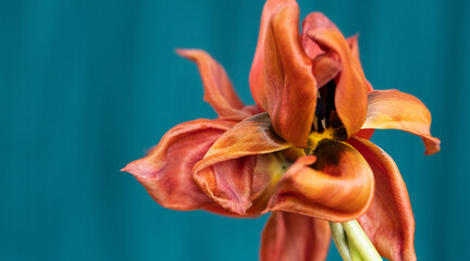 Tulpen in orange, grün/blauer Hintergrund  © SONJA