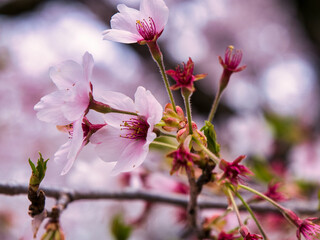 桜