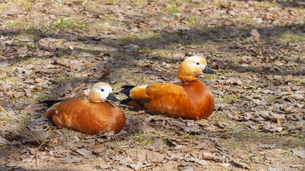 A pair of orange ducks sit on the ground in the spring, the ducks have formed a family