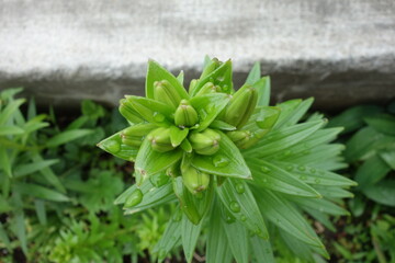 北海道の植物の一年
