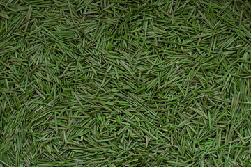 Background of green spruce needles close up