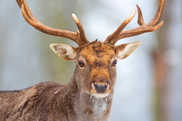 Fallow deer. Fallow deer in winter landscape. Landscape with snow. Animal in snow.