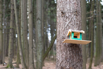 Bird feeder in the park. The feeder hangs on a pine tree in the spring park.