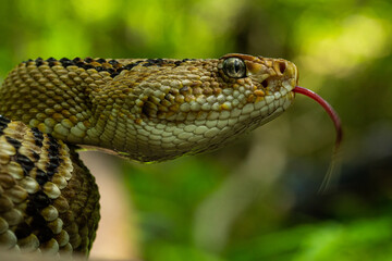 Northwestern Neotropical Rattlesnake Crotalus culminatus