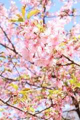 さくら 桜 サクラ 淡い 春爛漫 開花 綺麗 穏やか ピンク 入学 卒業 かわいい