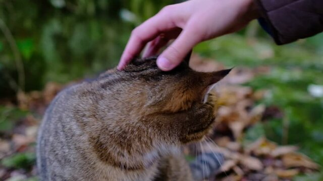 A female hand caresses a tabby cat in the forest. Cute prety cat. Beautiful forest wildcat